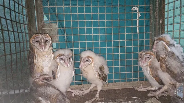 साफ-सफाई के दौरान झरोखे में मिले उल्लू के बच्चे, वन्यकर्मी मौके पर पहुंचे... चिकन खिलाया और साथ ले गए