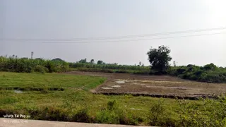 फत्तेपुर खादर गांव के पास यगद नदी में लहलहाती फसलें। जागरण
