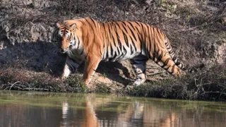 अमानगढ़ टाइगर रिजर्व में वाटर हाल के पास खड़ा बाघ। सौजन्य: वाइल्डलाइफ फोटोग्राफर एआर रहमान