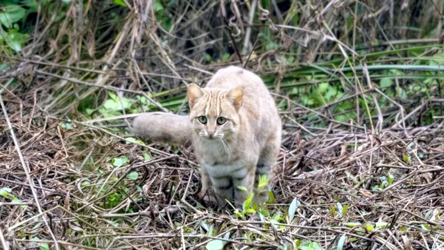 बाघ ही नहीं, अब Pilibhit Tiger Reserve में दिखेगी दुनिया की सबसे छोटी बिल्ली, वजन जानकर रह जाएंगे हैरान
