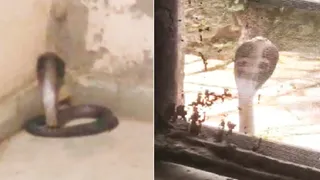 शामली के खोडसमा बिजलीघर में कुंडली मारकर बैठा कोबरा सांप। सौ. विद्युत विभाग