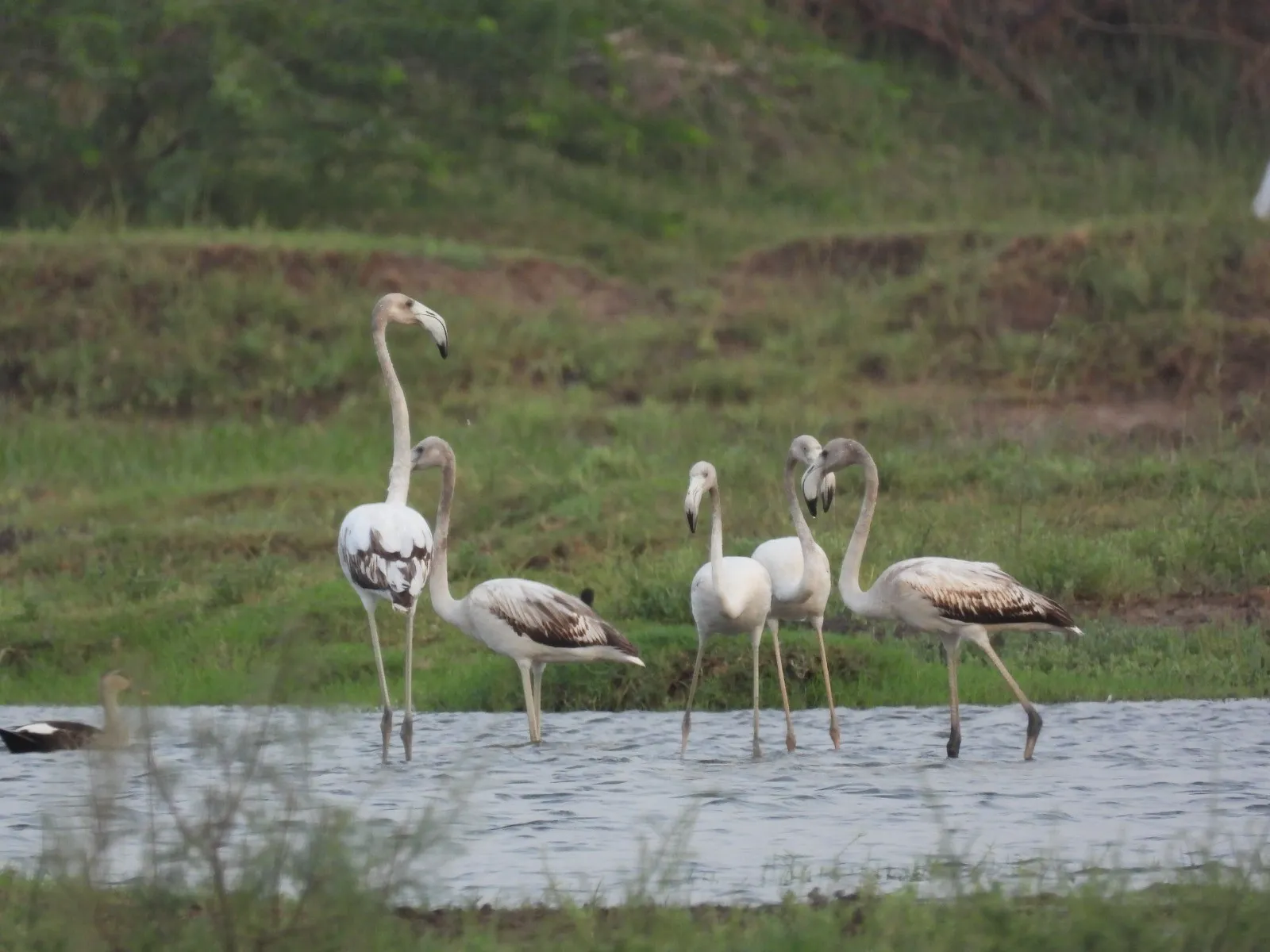 81452582