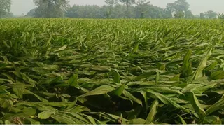 कटिहार के फलका क्षेत्र में लहलहाती हल्दी की फसल और खेती।