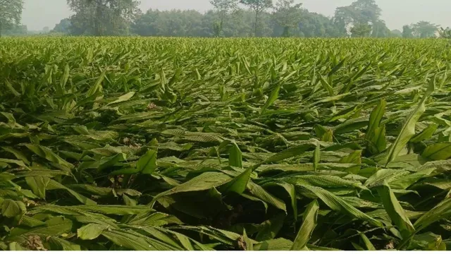 धान-गेहूं छोड़ हल्दी की खेती पर दांव, कटिहार के फलका में किसान प्रति बीघा एक लाख तक कमाई की जता रहे उम्मीद

