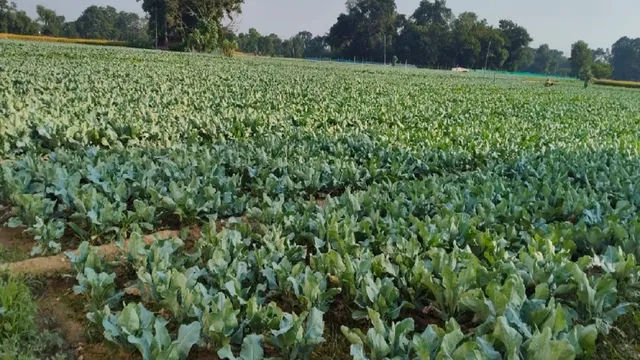 UP और MP के जिलों में प्रयागराज के गोभी की बढ़ी मांग, एक बीघे में डेढ़ लाख रुपये की आय कर रहे किसान
