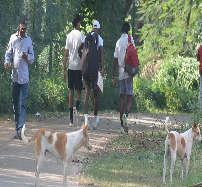Stray dogs in Chandrashekhar Azad Park at Prayagraj