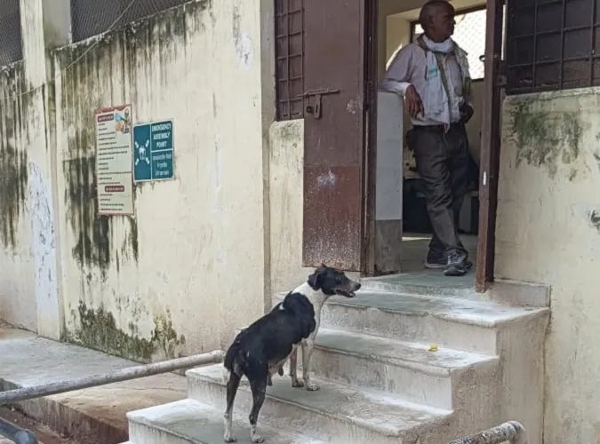 Stray dogs in SRN Hospital at Prayagraj