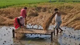 सोनभद्र में सिलहटा बंधा गेट खुलने से खेतों में पानी भरा सैकड़ों बीघा धान की फसल बर्बाद।