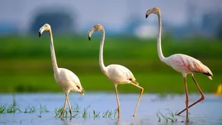 हजारों मील दूर से आए 'गुलाबी मेहमानों' पर गर्म मौसम का ग्रहण।