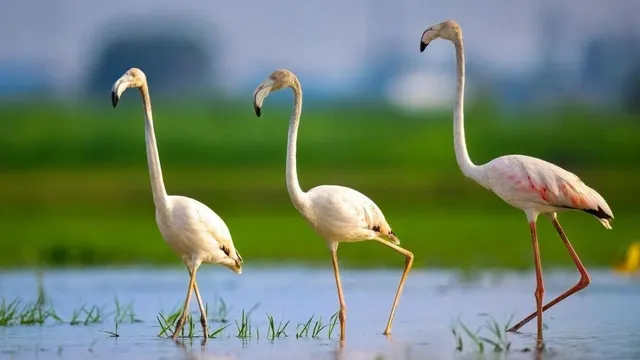 हजारों KM का रास्ता तय कर विदेशों से हरियाणा आए नन्हे मेहमान, 4 जिलों में जुटा गुलाबी पक्षियों का जमघट