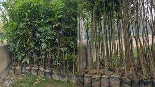 लगेंगे ऊंचे पेड़।
