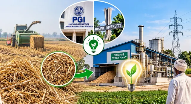 पराली से बिजली बनाने की संभावना...PGI और PU के शोध पर अमल से किसानों को मिलेगा बेहतर विकल्प
