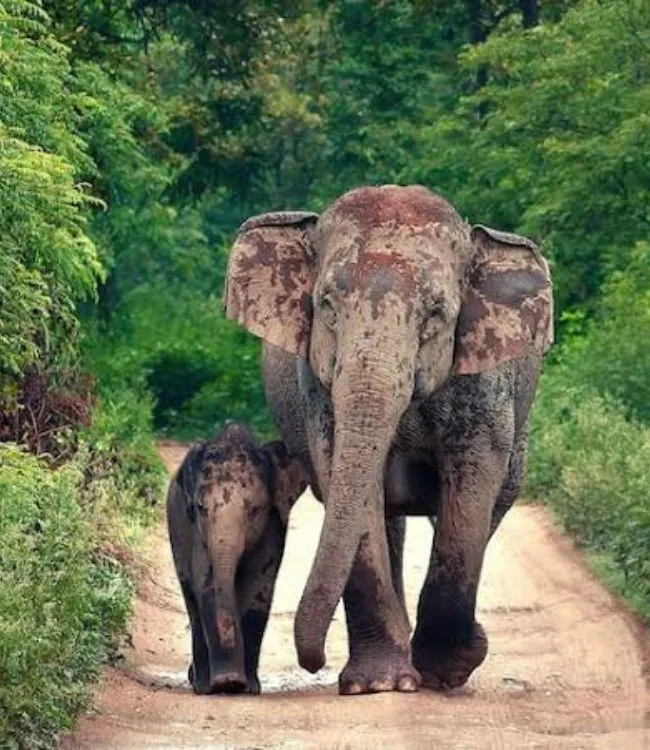 Jim Corbett National park (1)