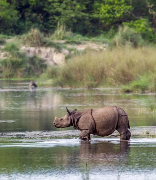Kaziranga National park