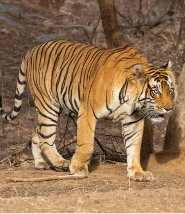 Ranthambore National park (1)