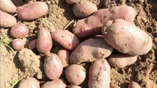 रोहतास में 25 हेक्टेयर में होगी रोसेटा आलू की खेती।