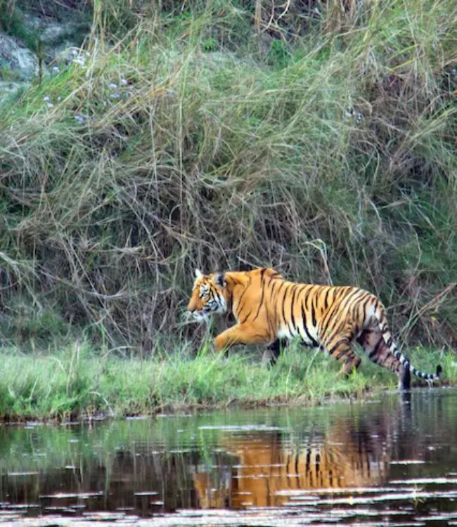 Sundarbans National park