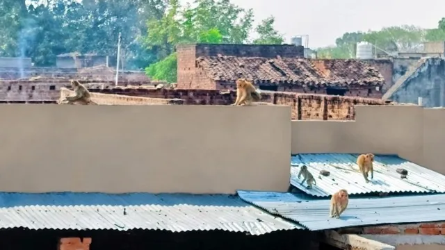 छतों पर पहरा, गलियों में दहशत, बांदा में बंदरों के हमलों से सहमे लोग
