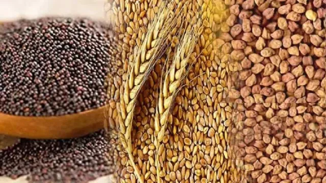 यूपी के अलीगढ़ मंडल में 48000 क्विंटल रबी बीज बंटेगा: किसानों को 50% सब्सिडी, जल्दी करें बुकिंग
