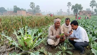 सब्जियों के लिए आफत बना स्लग कीट (एआई जेनरेटेड तस्वीर)