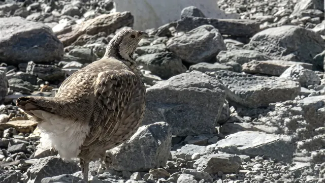 
5500 मीटर की ऊंचाई पर मिला दुर्लभ हिमालयन स्नो कॉक, हिमाचल वन विभाग ने बढ़ाई चौकसी; कैसा होता है यह पक्षी?
