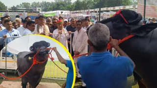 झज्जर: स्टाल पर पहुंचे हुए पशुओं के बारे में जानकारी प्राप्त करते हुए केंद्रीय मंत्री भागीरथ चौधरी। जागरण