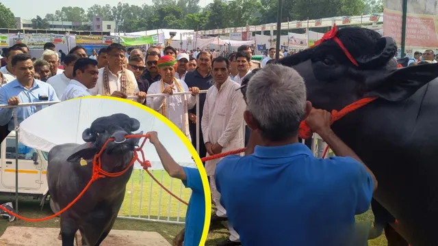 हरियाणा के पशु मेले में छाया 15 करोड़ की कीमत वाला 'विधायक', डाइट में खाता है काजू-अखरोट; 23 बार रहा चैंपियन

