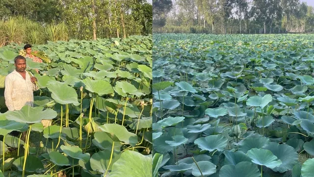 कमल ककड़ी की खेती से यूपी के किसान जोगिंदर बने लखपति, 32 बीघा खेत से कमा रहे मोटा मुनाफा