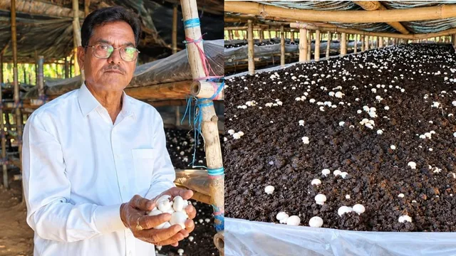 बेटे को मिली असफलता तो खुद संभाली कमान, यूपी के रिटायर्ड PWD कर्मचारी नीरज पांडेय ऐसे बने 'मशरूम किंग'
