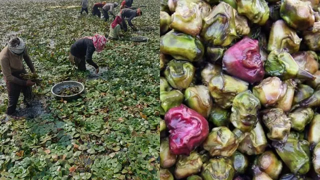 यूपी में किसानों के खिले चेहरे: कम लागत में ज्यादा मुनाफा, सिंघाड़ा की मिठास से बढ़ेगी किसानों की आय
