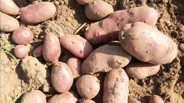 चिप्स बनाने वाले लेडी रोसेटा आलू की खेती करेंगे रोहतास के किसान, सरकार दे रही 75% सब्सिडी
