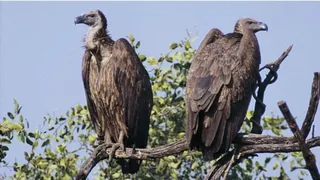 कठबजरा जंगल में पेड़ पर बैठा गिद्धों का जोड़ा। सौजन्य : वन विभाग।