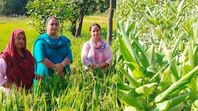 हल्दी की खेती से भर रही किसानों की जेब, हिमाचल में बढ़ा रुझान; बैजनाथ के सुनपुर में महिलाओं ने तैयार की फसल
