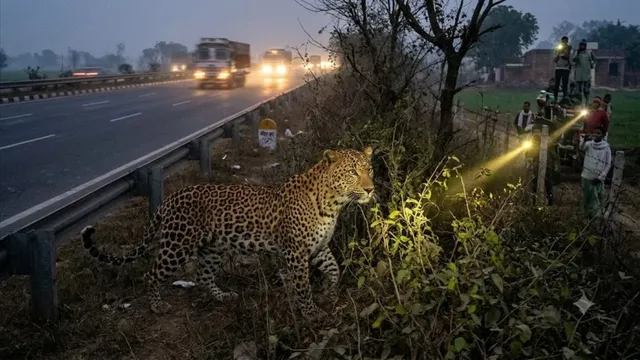 दिल्ली-लखनऊ हाईवे किनारे दिखाई दिया तेंदुआ, अमरोहा के गांवों में दहशत का माहौल