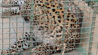 बिजनौर के गांव खुशहालपुर मड़का में पिंजरे में फंसा पड़ा गुलदार। सौ. वन विभाग