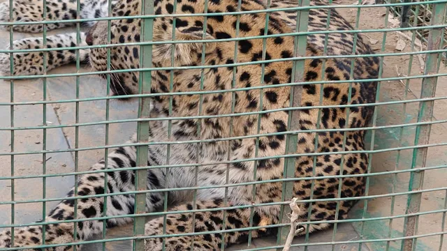 आखिर, पिंजरे में फंस ही गया गुलदार, तीन माह से की जा रही थी निगरानी व कांबिंग, ग्रामीणों में पसरा था खौफ

