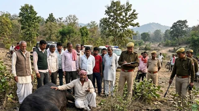 चंदौली में शिकारियों का बिछाया जाल पालतू पशुओं के लिए बना काल, विस्फोटक गोला फटने से भैंस की हुई मौत
