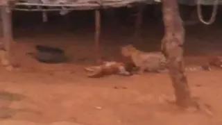बछड़े का शिकार करता चीता। (वीडियो ग्रैब)