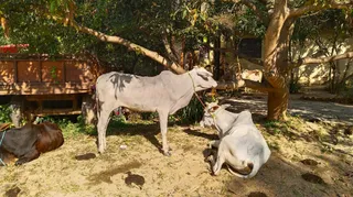 कुछ तस्करों द्वारा मवेशियों को कथित तौर पर क्रूरतापूर्वक हांकते हुए लोहरदगा की ओर ले जाया जा रहा है।