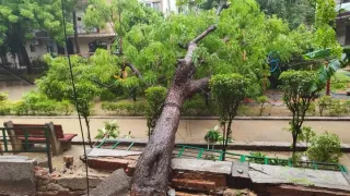 नाली बनाने में लापरवाही के चलते रोहिणी सेक्टर 24 में कटा पड़ा हरा भरा पेड़। जागरण आर्काइव