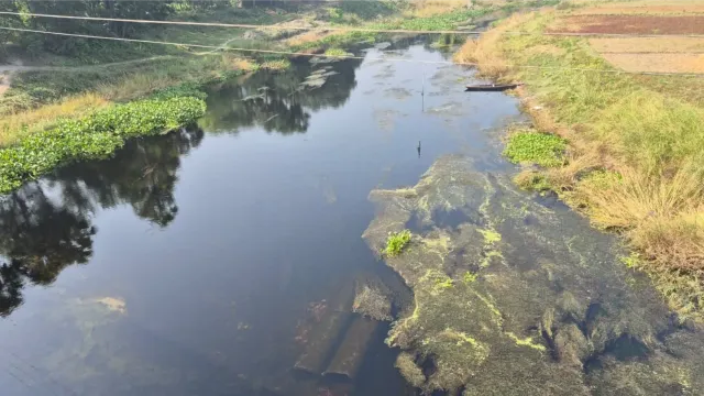 बिहार में अभिशाप बनी ये नदी, 'काला पानी' पीकर पशु-पक्षी भी हो रहे बीमार; सिंचाई से झुलस जाती हैं फसलें