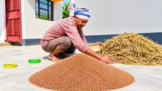 मडुआ का बीज तैयार करता किसान। फोटो जागरण