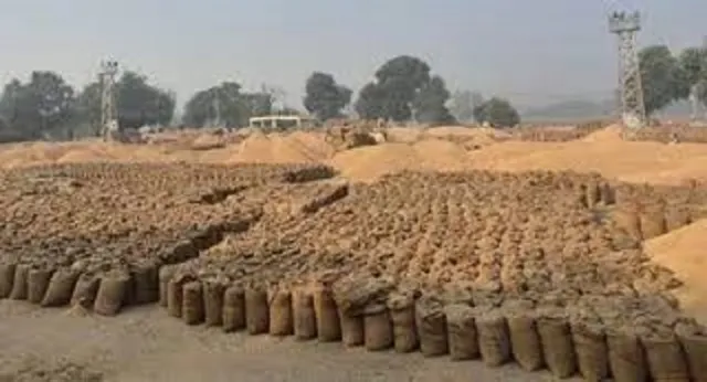खेतों में अभी 30 प्रतिशत धान की फसल खड़ी, मंडियों में खरीद सीमा पूरी; मोहाली के किसानों की चिंता बढ़ी