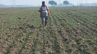भोजपुर के शाहपुर में मटर छेमी की जबरदस्त बुआई, किसानों को दिसंबर में बंपर मुनाफे की उम्मीद