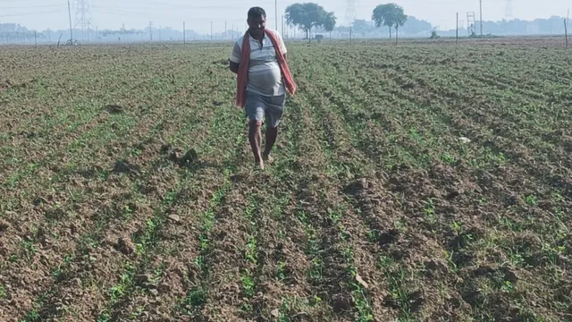 भोजपुर के शाहपुर में मटर छेमी की जबरदस्त बुआई, किसानों को दिसंबर में बंपर मुनाफे की उम्मीद
