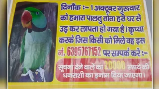 तोते के लिए लगाया गया पोस्टर। जागरण
