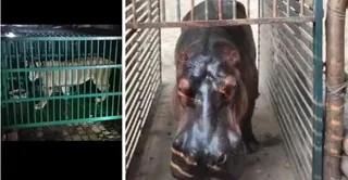 चिड़ियाघर में लाई गई शेरनी बिजली व हिप्पो सतीश। चिड़ियाघर