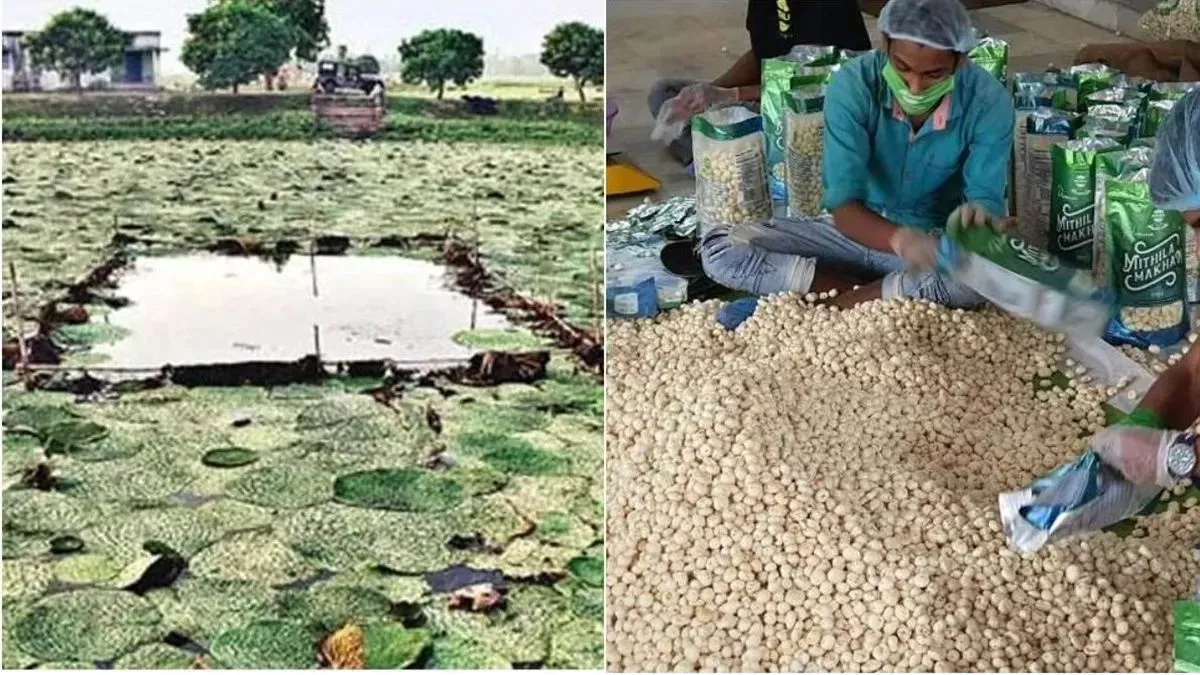Purnia Makhana Shines Globally PM Modi Boosts Bihar Export (2)
