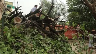 पेड़ों की अवैध कटाई पर वन विभाग ने दी सफाई।