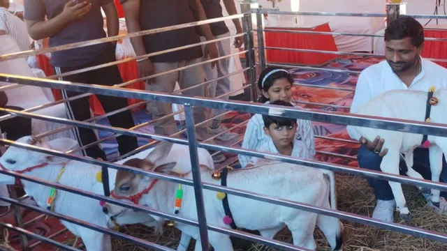 बाराबंकी के देवा मेले में कौतूहल बनीं दुनिया की सबसे छोटी पुंगनूर गायें, आठ लाख रुपये है जोड़े की कीमत
